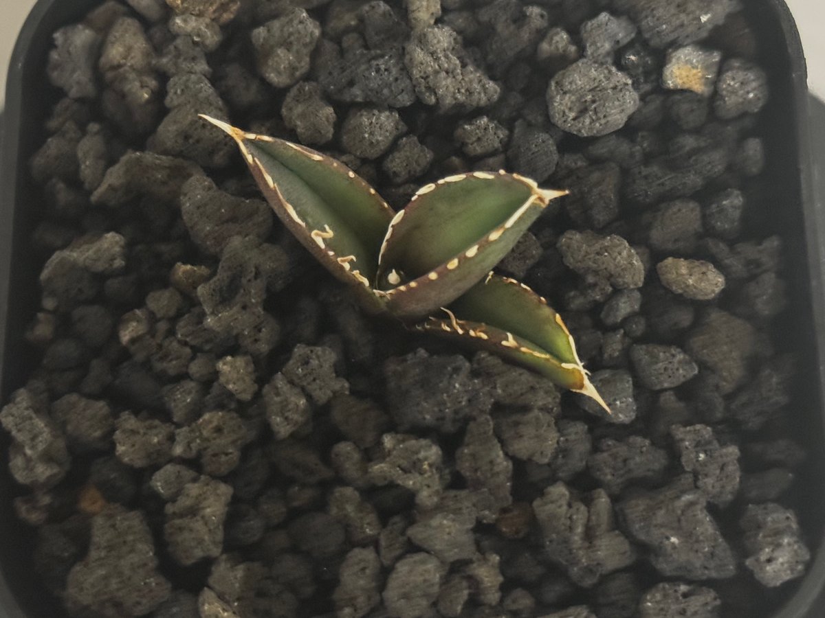 アガベ・チタノタ 大白鯊／Lize血統（芽）-009｜agave titanota 大白鯊