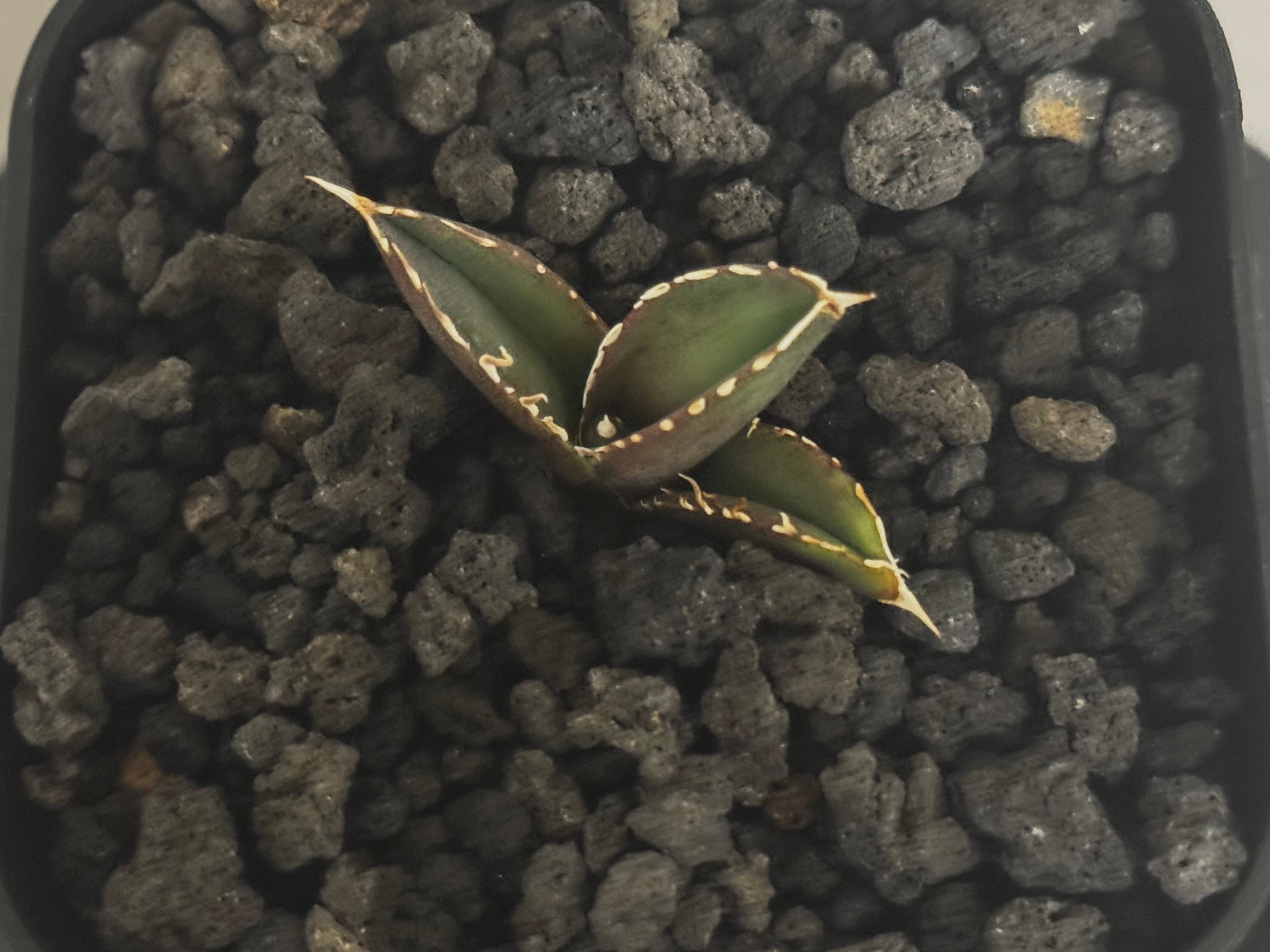 アガベ・チタノタ 大白鯊／Lize血統（芽）-009｜agave titanota 大白鯊