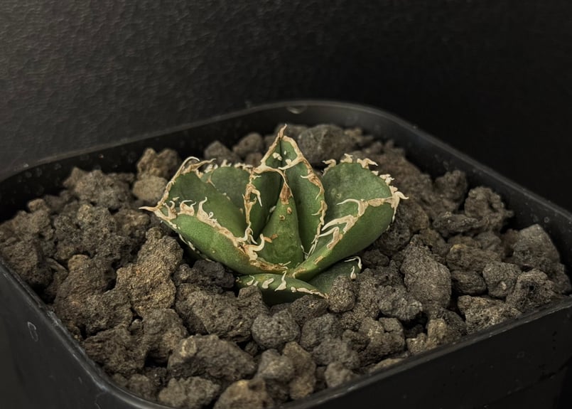 アガベ チタノタ 連絡用ページ アガベ チタノタ FO-222 STANO LAB産（台湾）001 – linkplants