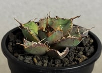 アガベ・チタノタ FO076/オテロイ(芽)004｜agave titanota FO-076