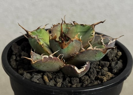 アガベ・チタノタ 澳洲鑽石(芽)-006｜agave titanota australia diamond