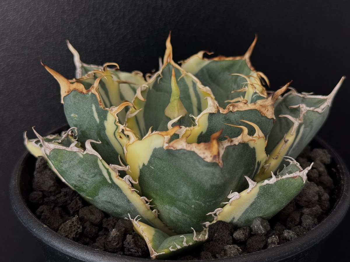 アガベ・チタノタ白鯨（覆輪）中-004｜agave titanota white