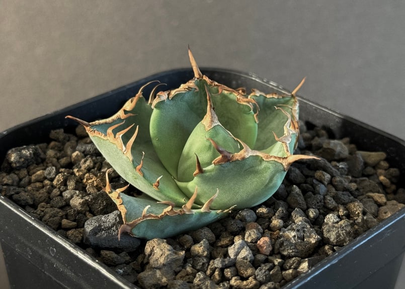アガベ・チタノタ 螃蟹（芽）- 011｜agave titanota Crab | Plus_