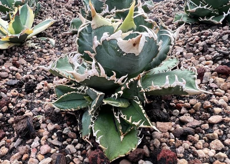 アガベ・チタノタ 白毫刺(芽)-006|agave titanota アガベ・チタノタ 白毫刺(芽)-006|agave titanota
