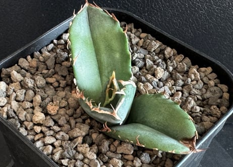 アガベ・チタノタ白鯨(芽)-068｜agave titanota white whale