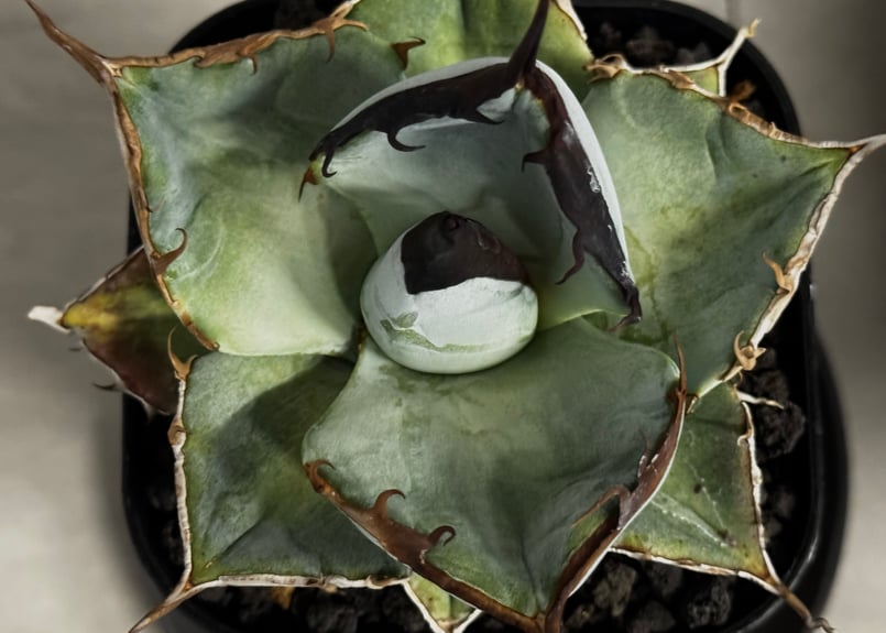 アガベ・チタノタ LQH_土（芽）007｜agave titanota saturn | Pl