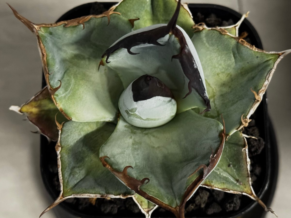 アガベ・チタノタ LQH_土（芽）007｜agave titanota saturn | Pl