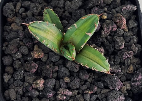 アガベ・チタノタ　姫厳竜白中斑（芽）-004｜agave titanota dwarf  mediopicta