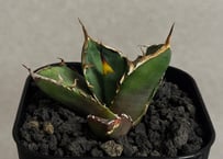 アガベ・チタノタ 皇冠(台湾Lize血統)-009｜agave titanota Crown