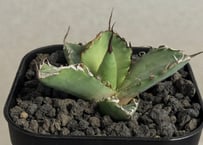 アガベ・一本刺｜（芽）-002｜ agave isthmensis inermis | Plu