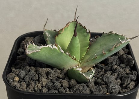 CATEGORY Titanota black rhino｜黒犀牛 | Plus_Plants