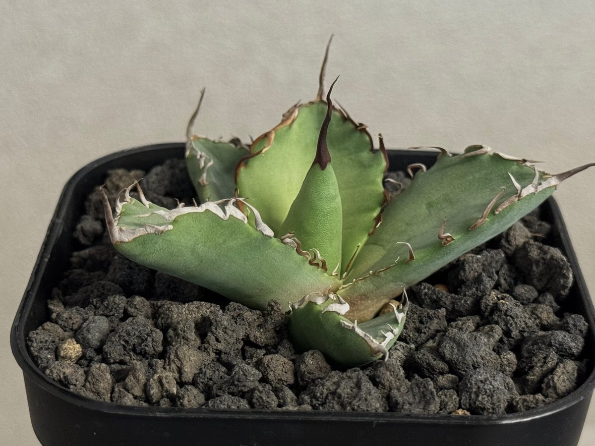 Agave titanota【黒犀牛】親株販売 アガベ チタノタ アガベ