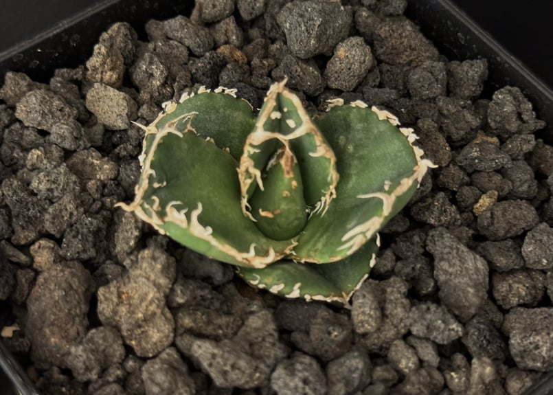 アガベ・チタノタ 蚩尤(芽)-002|agave titanota chiyou | Plus アガベ・チタノタ 蚩尤(芽)-002|agave titanota chiyou | Plus