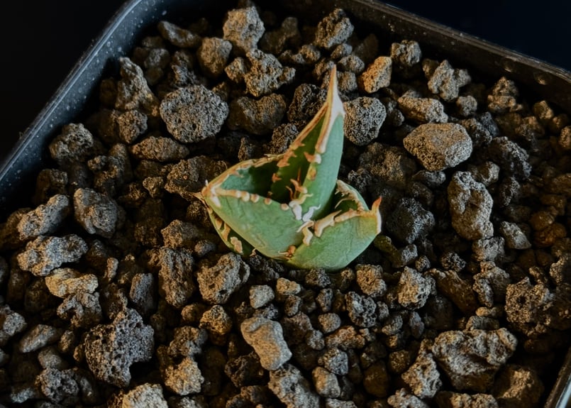 アガベ・チタノタ 大白鯊／Lize血統（芽）-005｜agave titanota
