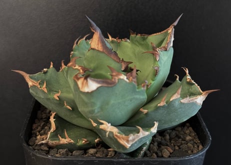 アガベ・チタノタ 白火焔(小株/Lize血統)-024｜agave titanota white flame