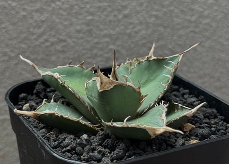 CATEGORY Titanota green ghost｜緑幽霊 | Plus_Plants