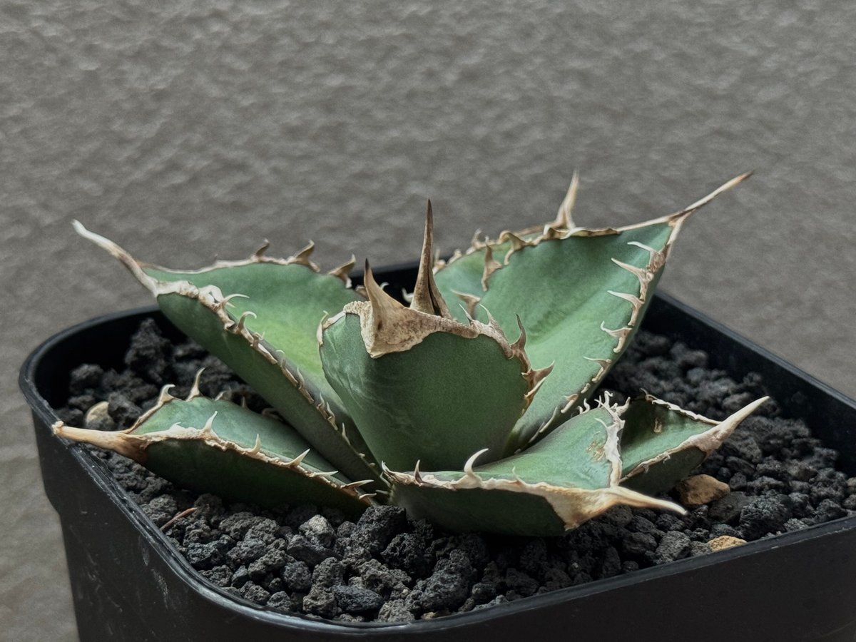 アガベ・チタノタ 緑幽霊（芽）-005｜agave titanota green ghost