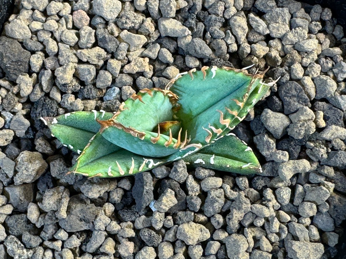 アガベ・チタノタ 皇冠(台湾Lize産)-005｜agave titanota Crown | 