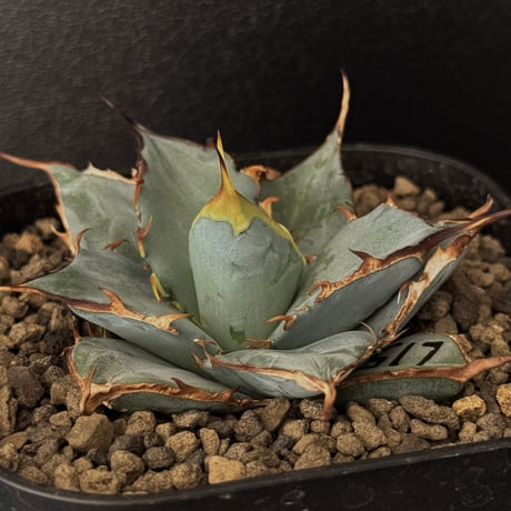 チタノタブルー 選抜 大株 アガベ・チタノタブルー選抜/L18（芽）-003｜agave
