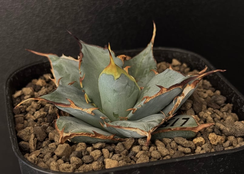 アガベ・チタノタブルー選抜/L15（芽）-001｜agave titanotablue_L15