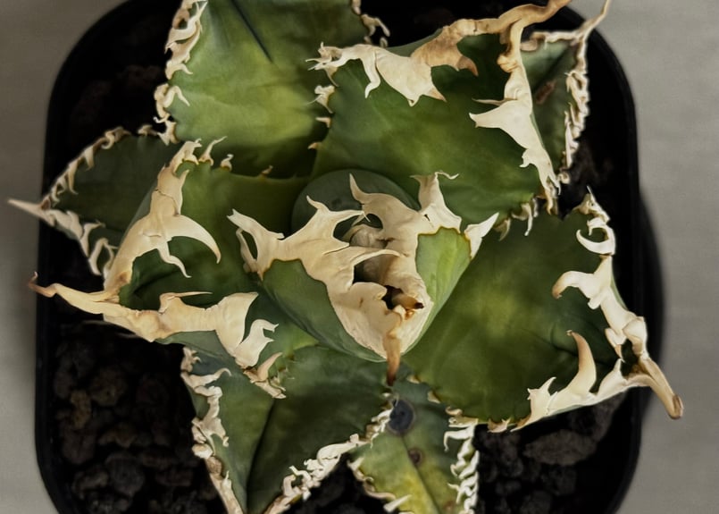 アガベ・チタノタ 白幽霊（小株）-007｜agave titanota white ghost