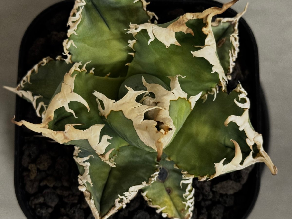 アガベ・チタノタ 白幽霊（小株）-007｜agave titanota white ghost