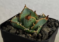 アガベ・チタノタ 疣猪/丸叶背刺（芽）-023｜agave titanota warthog