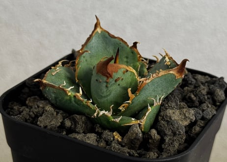 CATEGORY Titanota warthog｜疣猪 | Plus_Plants STORE