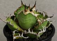 アガベ・チタノタ 疣猪/丸叶背刺（芽/大）-004｜agave titanota wartho