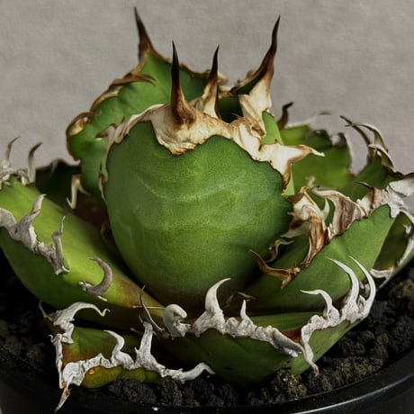 1.アガベ シーザー コンパクト抜き苗24株セット 2.アガベ シーザー