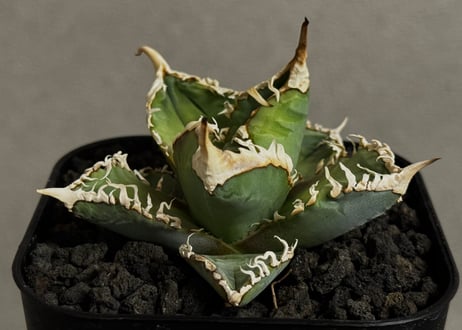 CATEGORY Titanota White ghost｜白幽霊 | Plus_Plants