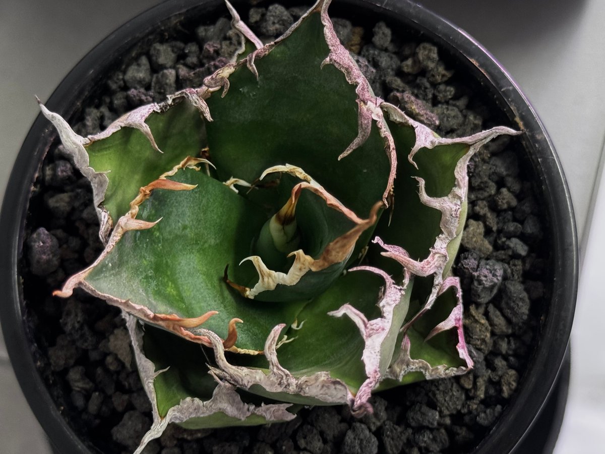 アガベ・チタノタ シーザー/凱撒（小株）-067｜agave titanota caesar