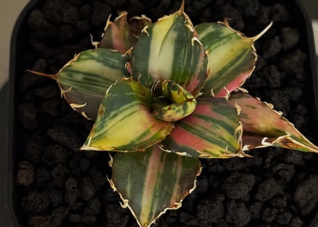 アガベ・チタノタ白鯨（縞斑）芽-011｜agave titanota white whale ver.stripes