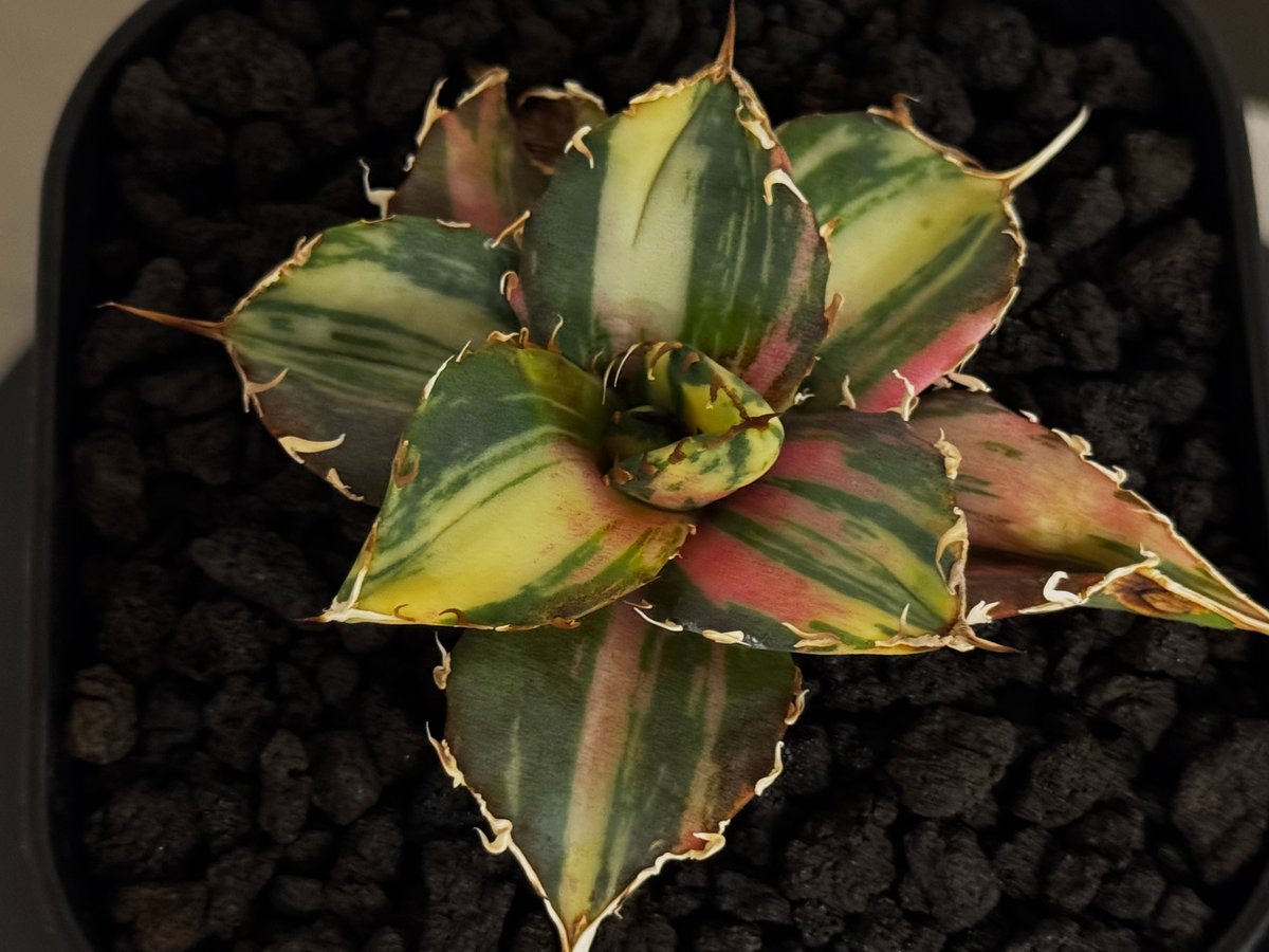 アガベ・チタノタ白鯨（縞斑）芽-011｜agave titanota white whale