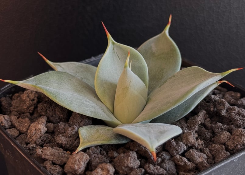 Agave isthmensis f.inermis mediopicta 中斑 Agave isthmensis f.inermis mediopicta 子株