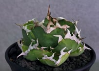 アガベ・チタノタ 中国螃蟹（厳選コンパクト）- 011｜agave titanota Crab