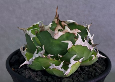 アガベ・チタノタ 中国螃蟹（厳選コンパクト）- 011｜agave titanota Crab