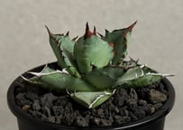アガベ ハイブリッド・甲蟹×姫厳竜 (小株/実生)-001｜Agave hybrid isthmensis × titanota dwarf