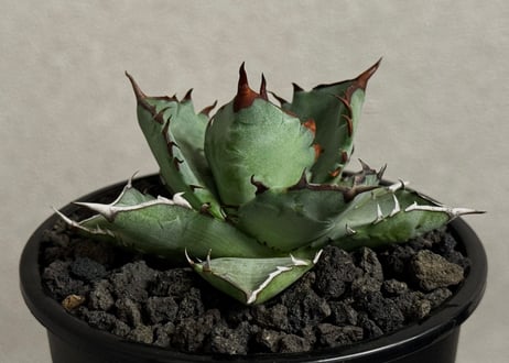 アガベ ハイブリッド・甲蟹×姫厳竜 (小株/実生)-001｜Agave hybrid isthmensis × titanota dwarf