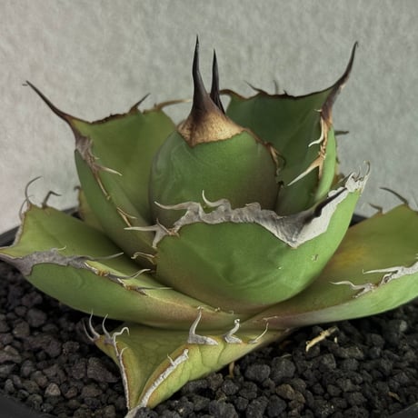 アガベ黒豹 | STORES