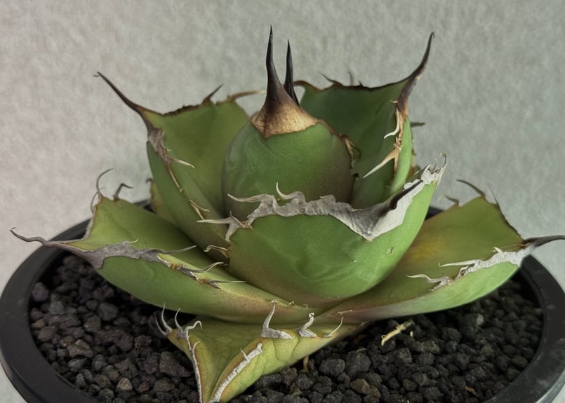 アガベ・チタノタ 黒豹（小株）-061｜agave titanota black
