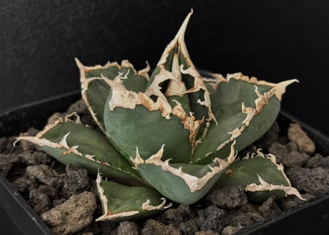 CATEGORY Titanota werewolf｜狼人 | Plus_Plants STORE