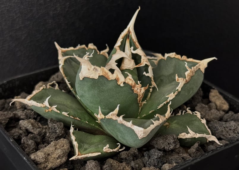 ◇厳選◇アガベ・チタノタ 狼人（小株）-032｜agave titanota were wol