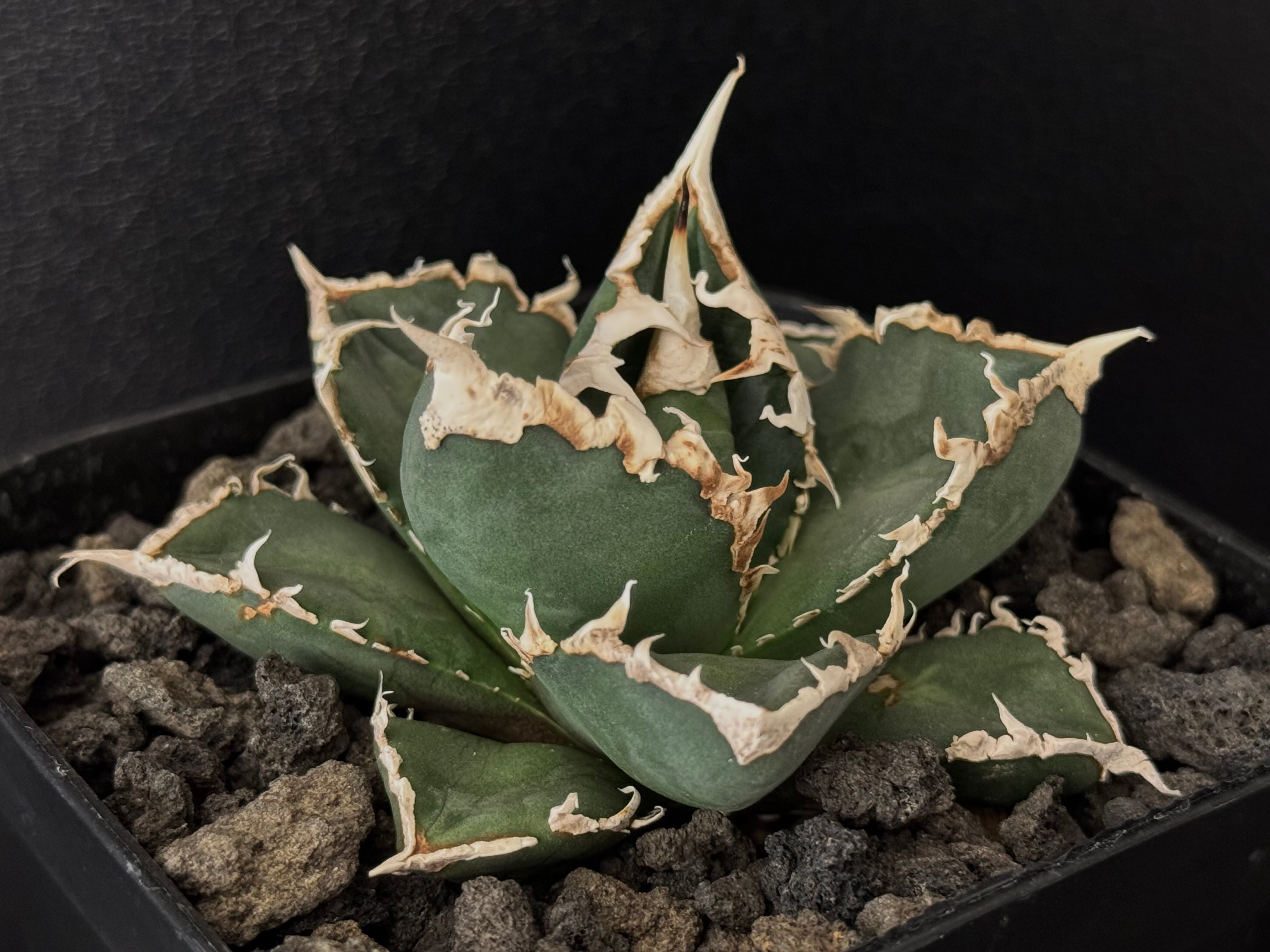 ◇厳選◇アガベ・チタノタ 狼人（小株）-032｜agave titanota were wol