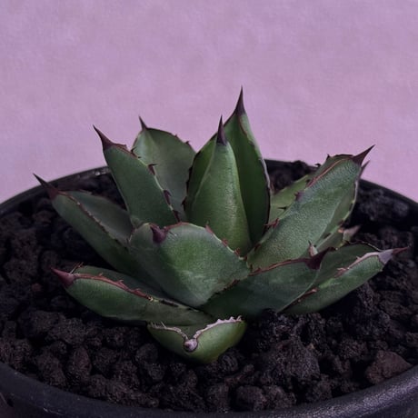 アガベイシスメンシス | STORES