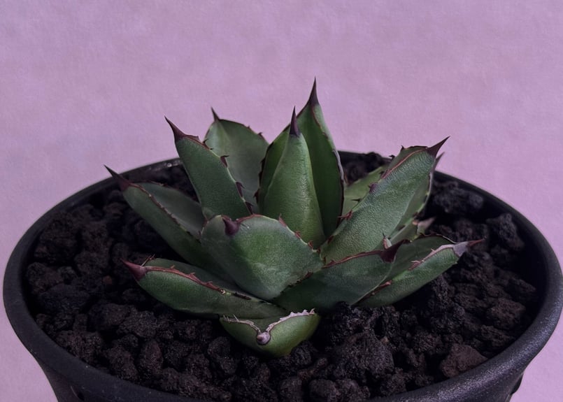 アガベ・笹の雪×イシスメンシス ハイブリッド（芽）-006｜ agave