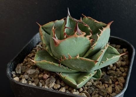 CATEGORY Titanota no name｜ネームド無し | Plus_Plants