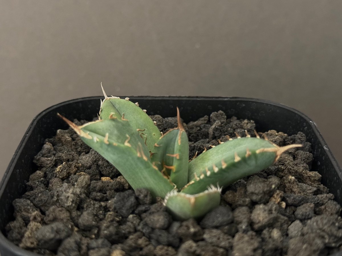 アガベ・チタノタ 白巫-001｜agave Titanota Wizard | Plus_Pl...