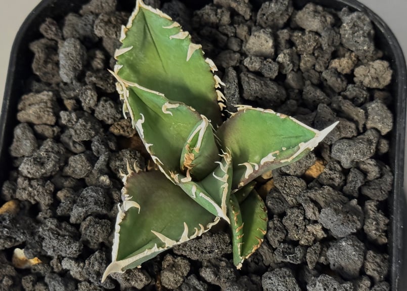 アガベ・チタノタ 白毫刺（芽）-020(子株付)｜agave titanota | Plus_