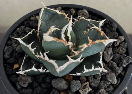 ◆厳選◆アガベ・チタノタ 狼人（小株）-043｜agave titanota were wolf